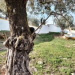 Casa de campo 5 habitaciones en venta en Penha, Portalegre - gallery image