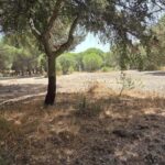 Parcela en venta en Santo Estevão, Benavente, Santarem - gallery image