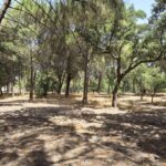 Parcela en venta en Santo Estevão, Benavente, Santarem - gallery image