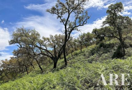 Casa de campo Estudio en venta en Colos, Odemira, Beja