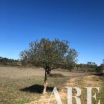 Parcela en venta en Cercal do Alentejo, Santiago do Cacem, Setubal - gallery image