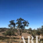 Parcela en venta en Cercal do Alentejo, Santiago do Cacem, Setubal - gallery image