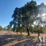 Terrain à vendre à Lagoa de Santo André, Santiago do Cacem, Setubal - gallery image