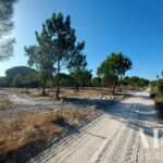 Terrain à vendre à Lagoa de Santo André, Santiago do Cacem, Setubal - gallery image