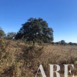 Terrain à vendre à Cercal do Alentejo, Santiago do Cacem, Setubal &bull; ARE29939 - gallery image