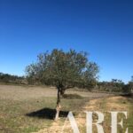 Terrain à vendre à Cercal do Alentejo, Santiago do Cacem, Setubal &bull; ARE29939 - gallery image