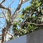 Appartement 2 chambres à vendre à Vila Rosário, Penha de França, Lisbonne - gallery image