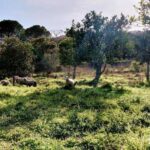 Maison de ferme 5 chambres à vendre à Penha, Portalegre - gallery image