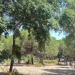 Terrain à vendre à Santo Estevão, Benavente, Santarem - gallery image