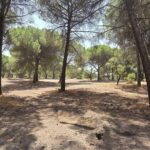 Terreno à venda em Santo Estevão, Benavente, Santarem - gallery image