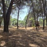 Terreno à venda em Santo Estevão, Benavente, Santarem - gallery image
