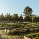 Apartamento 1 quarto à venda em Craveiral Farmhouse, São Teotónio, Odemira, Beja - gallery image