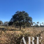 Terreno à venda em Cercal do Alentejo, Santiago do Cacem, Setubal - gallery image