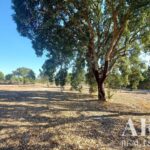 Terreno à venda em Lagoa de Santo André, Santiago do Cacem, Setubal - gallery image