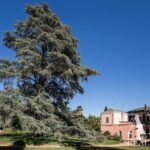 Mansão 10 quartos à venda em Elvas, Portalegre &bull; ARE23347 - gallery image