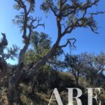 Plot for sale in Cercal do Alentejo, Santiago do Cacem, Setubal - gallery image