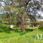 Farmhouse 5-bedroom for sale in Penha, Portalegre &bull; ARE27346 - gallery image