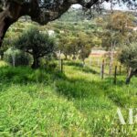 Farmhouse 5-bedroom for sale in Penha, Portalegre &bull; ARE27346 - gallery image