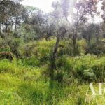 Farmhouse 5-bedroom for sale in Penha, Portalegre &bull; ARE27346 - gallery image