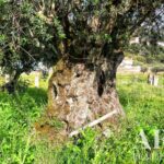 Farmhouse 5-bedroom for sale in Penha, Portalegre &bull; ARE27346 - gallery image