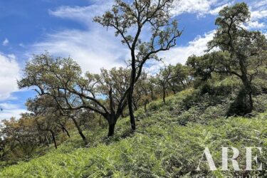 Farmhouse Studio for sale in Colos, Odemira, Beja