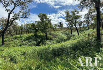 Farmhouse Studio for sale in Colos, Odemira, Beja