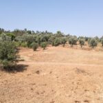 Farmhouse 1-bedroom for sale in Álcacer do Sal, Alcacer do Sal, Setubal - gallery image