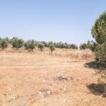 Farmhouse 1-bedroom for sale in Álcacer do Sal, Alcacer do Sal, Setubal - gallery image