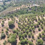 Farmhouse 1-bedroom for sale in Álcacer do Sal, Alcacer do Sal, Setubal - gallery image