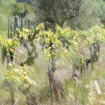 Farmhouse 8-bedroom for sale in Miranda do Corvo, Coimbra - gallery image