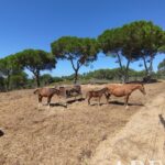 Villa 3-bedroom for sale in Sesimbra, Setubal &bull; ARE38374 - gallery image