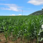 Land for sale in Mãe de Água,  São Miguel Island, Azores &bull; ARE40342 - gallery image