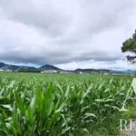 Land for sale in Mãe de Água,  São Miguel Island, Azores &bull; ARE40342 - gallery image