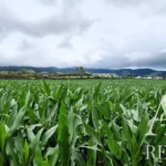 Land for sale in Mãe de Água,  São Miguel Island, Azores &bull; ARE40342 - gallery image