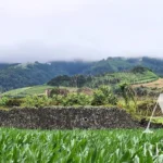 Land for sale in Mãe de Água,  São Miguel Island, Azores &bull; ARE40342 - gallery image