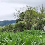 Land for sale in Mãe de Água,  São Miguel Island, Azores &bull; ARE40342 - gallery image